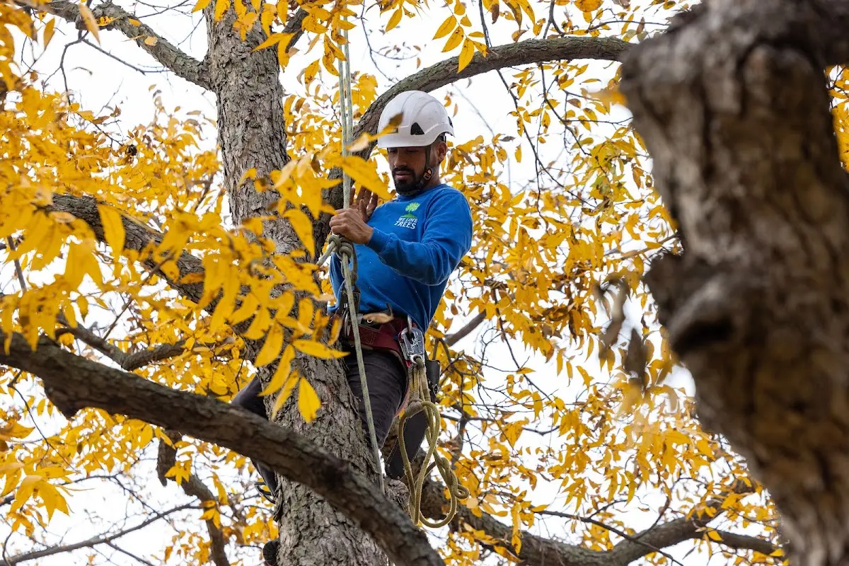 Skilled Tree Transplanting crew working in Cerrillos